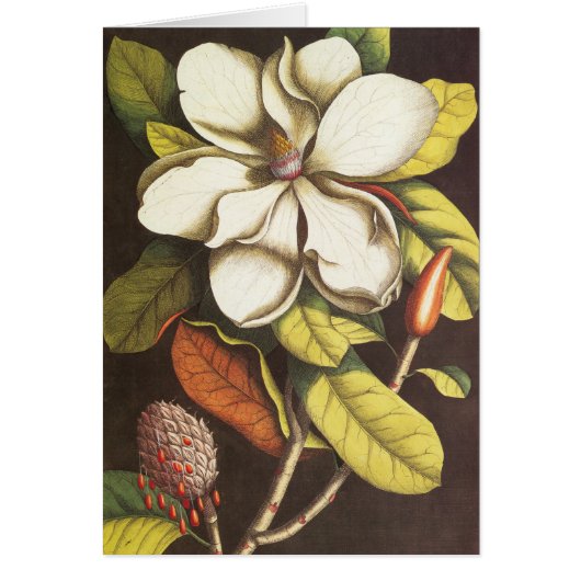 Vintage Magnolia Flowers Plant met zaad (Voorkant)