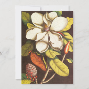 Vintage Magnolia Flowers Plant met zaad