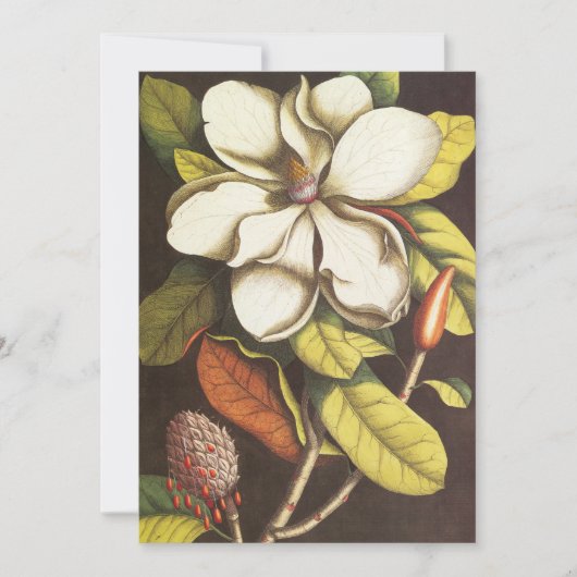 Vintage Magnolia Flowers Plant met zaad (Voorkant)