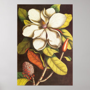 Vintage Magnolia Flowers Plant met zaad Poster
