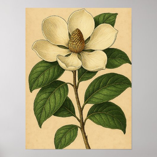 Vintage Magnolia on Weathered Paper Poster (Devant)