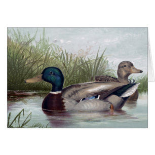 Vintage - Mallard Ducks op het meer,