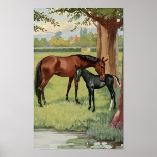 Vintage Mare Colt Filly Horse Equestrian Afbeeldin Poster