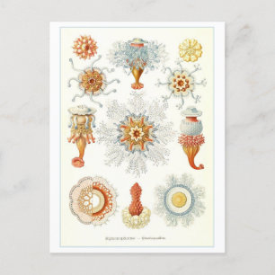 Vintage Marine Invertebrates Illustration Postcard Briefkaart