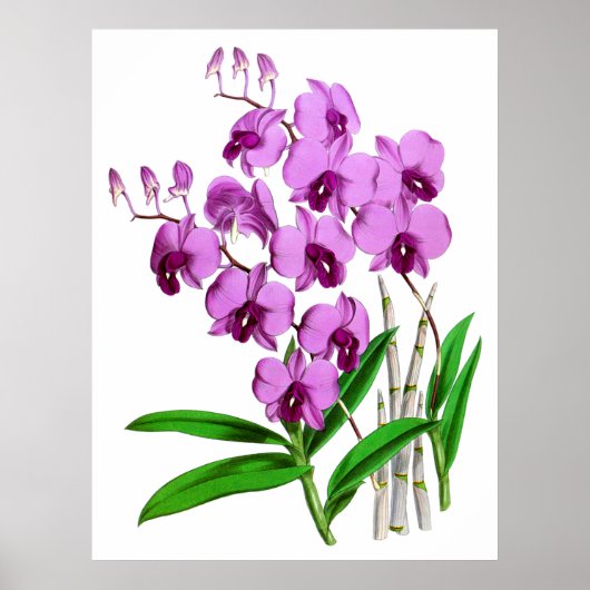 Vintage Mauve Paars Agenta Orchid Flower Poster (Voorkant)