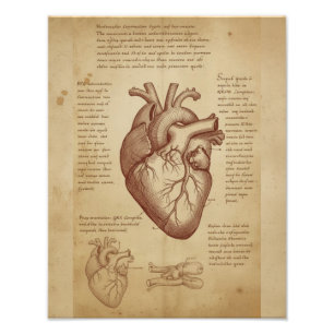Vintage Medische Menselijke Hart Anatomie Educatie Foto Afdruk