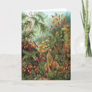 Vintage Muscinae, mossenplanten door Ernst Haeckel Kaart