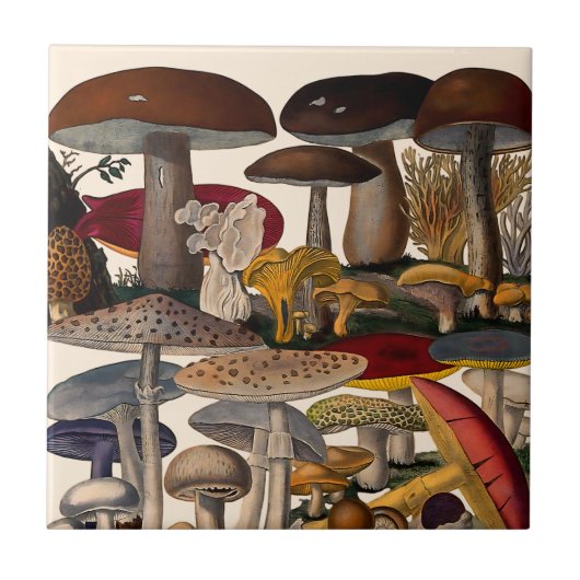 Vintage mushrooms illustration tegeltje (Voorkant)