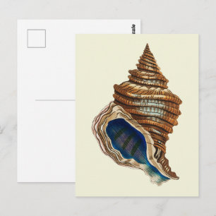 Vintage Nautical George Shaw Blauwe Conch Schelp K Briefkaart