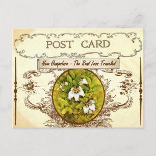 Vintage New Hampshire State Flower Briefkaart