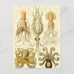 Vintage Octopus Inktvis Gamochonia door Ernst Haec Briefkaart