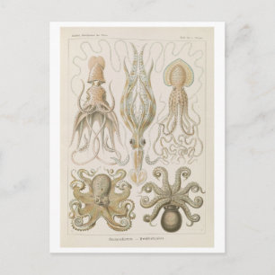 Vintage Octopus van Haeckel Briefkaart