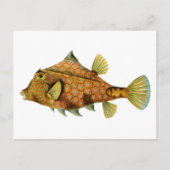 Vintage Orange Fish Briefkaart (Voorkant)