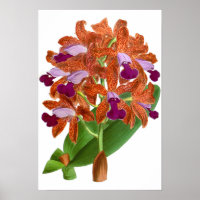 Vintage Orange violet orchidée - Poster