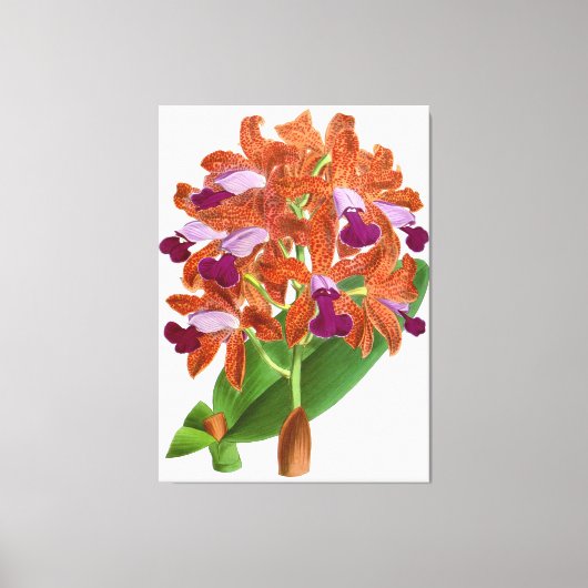 Vintage Orange violet orchidée - toile Imprimer (Recto)
