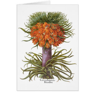 Vintage Oranje Fritillaria Bloemen Basilius Besler