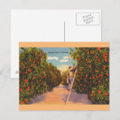 Vintage Oranje Groves Briefkaart (Voorkant / Achterkant)