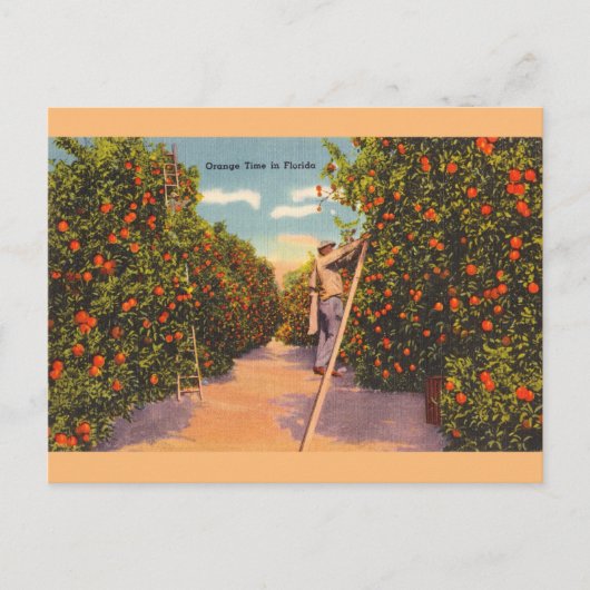 Vintage Oranje Groves Briefkaart (Voorkant)