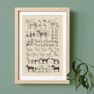 Vintage Paarden en anatomiegrafiek Frans Poster