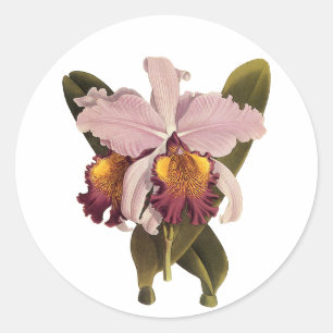 Vintage paarse Cattleya-orchidee, tropische bloeme Ronde Sticker