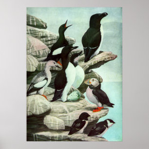 Vintage Papegaaiduikers en Watervogels door Louis Poster
