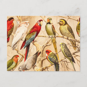 Vintage Parrot Cockato Conure Paraket Cockatiel Briefkaart