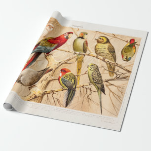 Vintage Parrot Cockato Conure Paraket Cockatiel Cadeaupapier