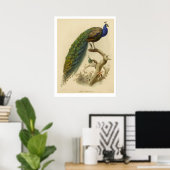 Vintage Peacock Poster (Bureau à domicile)