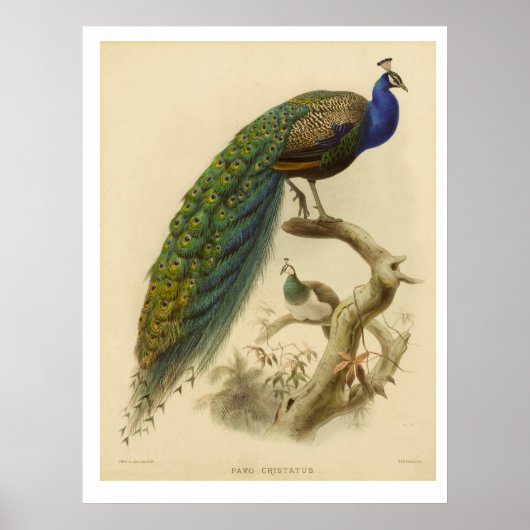 Vintage Peacock Poster (Devant)
