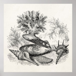 Vintage Pearl Oyster Coral Volume Shells Sjabloon Poster