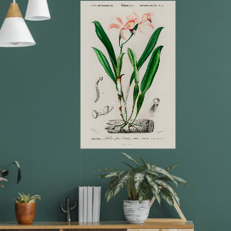 Vintage Pink Cattleya Orchid Botanical Poster