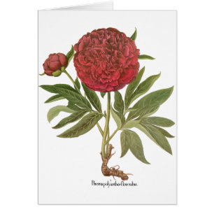 Vintage Pioenrozen, Pioenbloemen door Basilius Bes