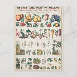 Vintage Plant van vruchten Botanisch Briefkaart
