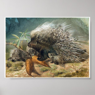 Vintage Porcupine en baby's Poster