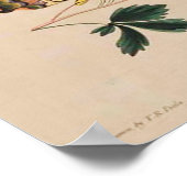 Vintage Poster Afbeelding vlinder (Hoek)