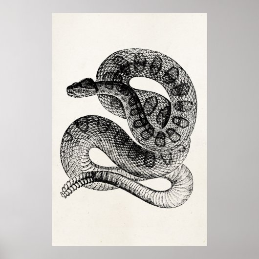 Vintage Rattlesnake Reptile Snake Sjabloon Poster (Voorkant)