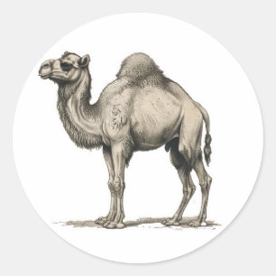 Vintage realistische kameelillustratie-woestijnkam ronde sticker
