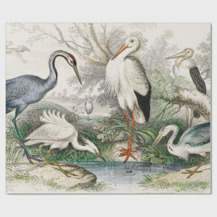 Vintage Reiger Ooievaar en Kraanvogel Natuur Kunst Cadeaupapier