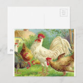 Vintage Rooster en kippen Briefkaart (Voorkant / Achterkant)