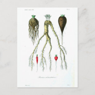 Vintage Root Vegetables Botanical Print Briefkaart