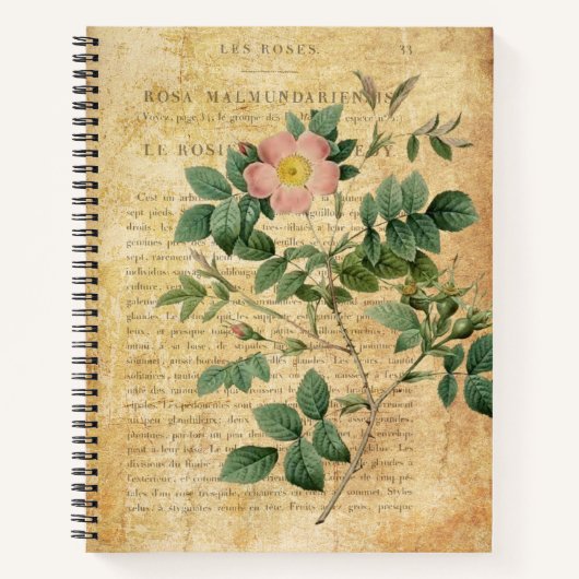 Vintage Rosa malmundariensis Notitieboek (Voorkant)