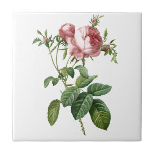 Vintage roze roos botanische illustratie, Redoute Tegeltje