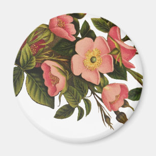 Vintage Rozen Mooie Roze Botanisch Magneet
