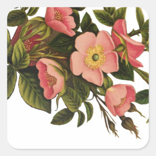 Vintage Rozen Mooie Roze Botanisch Vierkante Sticker