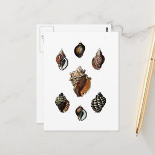 Vintage schelpen briefkaart