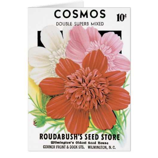 Vintage Seed Packet Art, Cosmos Garden Flowers (Devant)