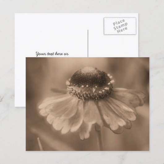 Vintage Sepia Zinnia Flower Personalized Briefkaart (Voorkant / Achterkant)