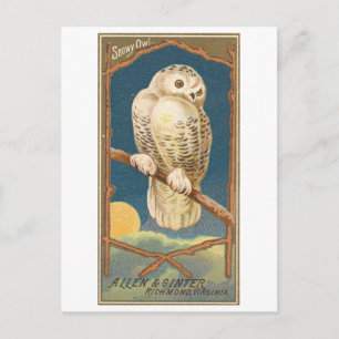 Vintage Sneeuwuil Allen & Ginter Ansichtkaart Briefkaart