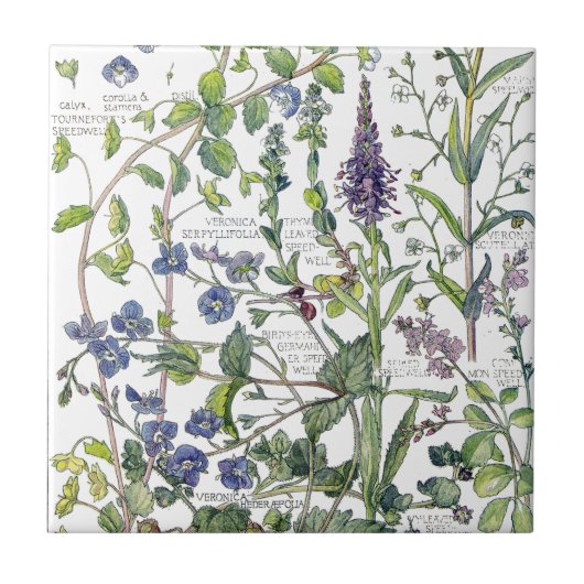 Vintage Speedwell Wildflower Flowers Tile Tegeltje (Voorkant)