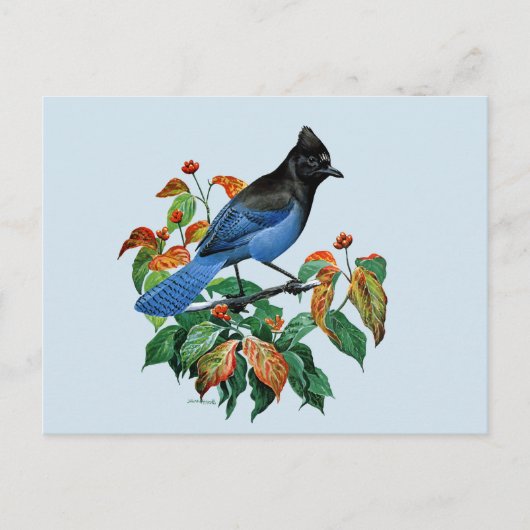 Vintage Stellars Jay briefkaart (Voorkant)